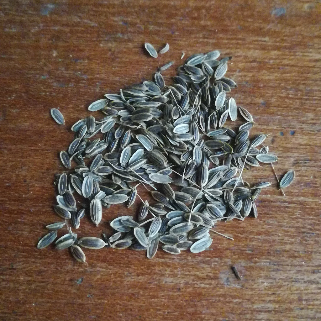 Graines-Seeds Aneth, Anethum graveolens